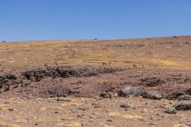 Vicuna (Lama vicugna) sürüsü Colca Vadisi yakınlarında, Peru