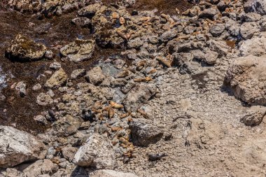 Güney Amerika deniz aslanları (Otaria flavescens) ve Güney Amerika kürk fokları (Arctocephalus australis) San Fernando ulusal rezervi, Peru