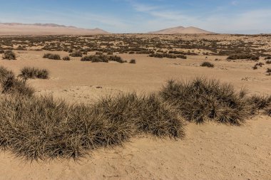 Peru 'daki San Fernando ulusal rezervinin manzarası. Tilland bitkileri görünür.
