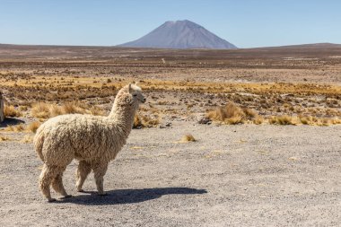 Misti volkanı ve alpaka (Lama pacos) in Reserva nacional de Salinas y Aguada Blanca, Peru