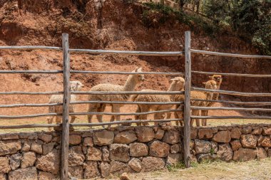 Alpaca (Lama pacos) Çin Mahallesi, Peru