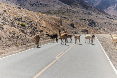 Lama (Lama glama) sürüsü Rezerv Nacional de Salinas y Aguada Blanca, Peru 'da karşıdan karşıya geçer.