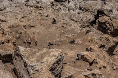 Humboldt penguenleri (Spheniscus humboldti) San Fernando ulusal rezervi, Peru
