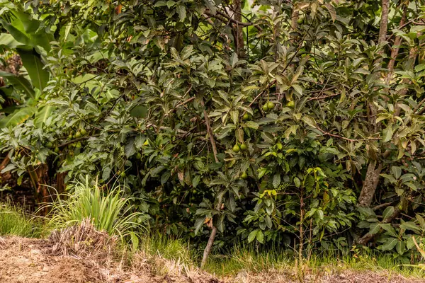 Lucumayo nehir vadisinde Avokado ve kahve ağacı, Peru