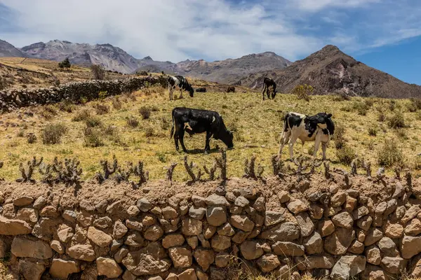 Peru, Colca Kanyonu 'ndaki Pinchollo köyü yakınlarında bir çitin içinde inekler.
