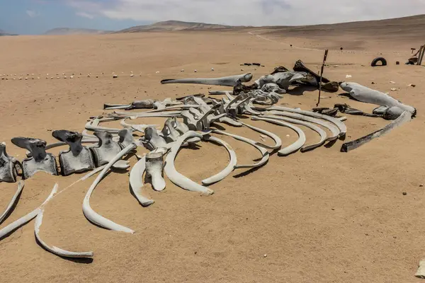 San Fernando ulusal rezervinde balina iskeleti, Peru