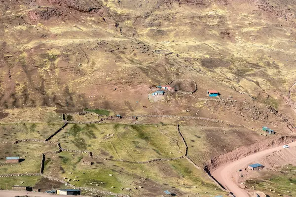 Peru dağlarında Alpaca (Lama pacos) kaplamaları