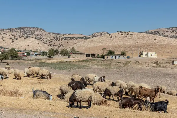 Irak 'ın Kürdistan Bölgesi, Duhok yakınlarında koyun ve kırsal yerleşim yeri