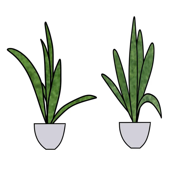 Drawing Plants Pot Isolated White Background Nature Decoration Springtime Concept — Stock Photo, Image