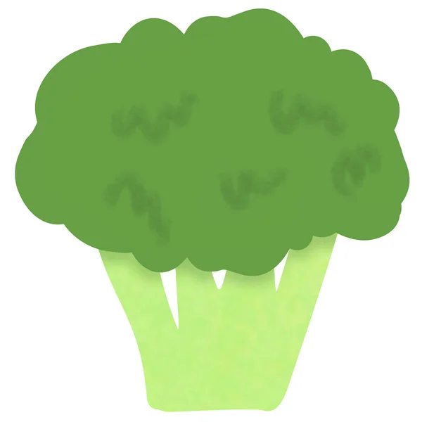 Tekening Van Broccoli Geïsoleerd Witte Achtergrond Voor Gebruik Als Illustratie — Stockfoto