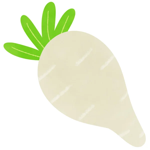 Малюнок Редьки Дакону Ізольовано Білому Тлі Використання Ілюстрація Їжа Овочі — стокове фото