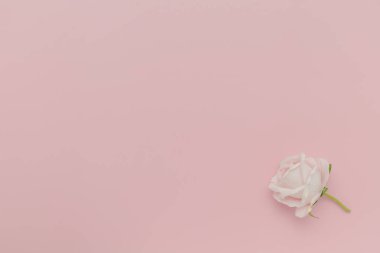 Kağıt üzerinde pembe gül, düğünler için mükemmel romantik bir çiçek aranjmanı, Sevgililer Günü, doğum günleri, ya da herhangi bir kutlama için.