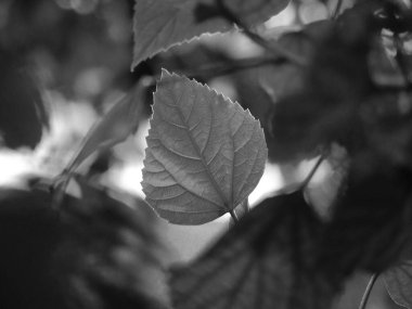 Siyah yaprak dokusunu kapat