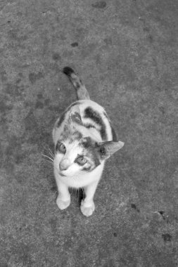 black and white photo of cat close up