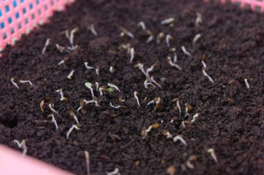 taze büyüyen marul tohumu yakın çekim