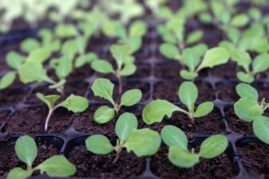 taze büyüyen marul tohumu yakın çekim