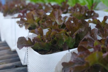 Fresh organic red oak lettuce growing on a natural farm