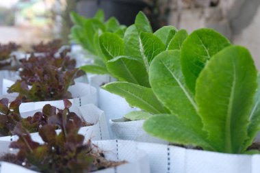 Fresh organic green cos lettuce growing on a natural farm.