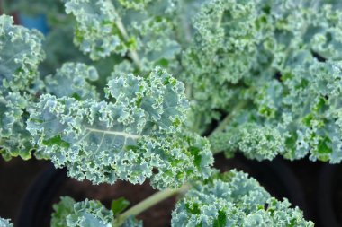 healthy fresh curly kale close up