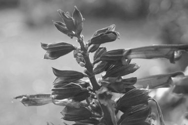 Black and white flower close up