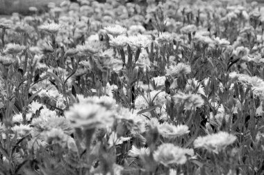 Black and white flower close up