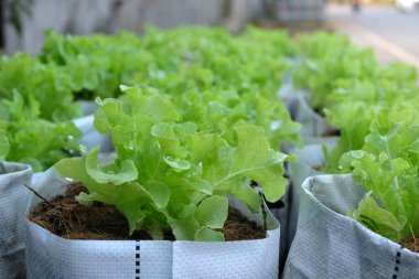 Fresh organic green oak lettuce growing on a natural farm.
