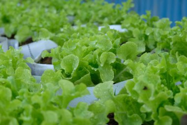 Fresh organic green oak lettuce growing on a natural farm.