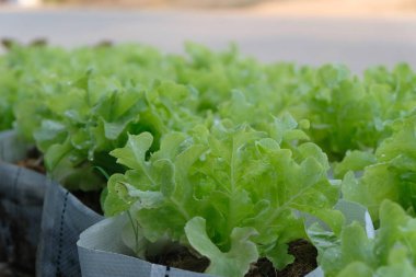 Fresh organic green oak lettuce growing on a natural farm.