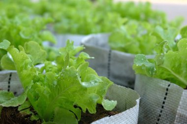Fresh organic green oak lettuce growing on a natural farm.