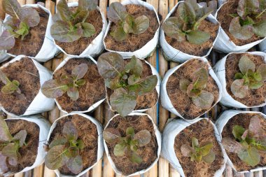 Fresh organic red cos lettuce growing on a natural farm.