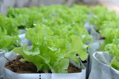 Fresh organic green oak lettuce growing on a natural farm.