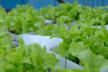 Fresh organic green oak lettuce growing on a natural farm.