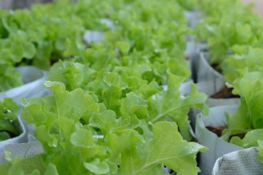Fresh organic green oak lettuce growing on a natural farm.