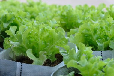 Fresh organic green oak lettuce growing on a natural farm.