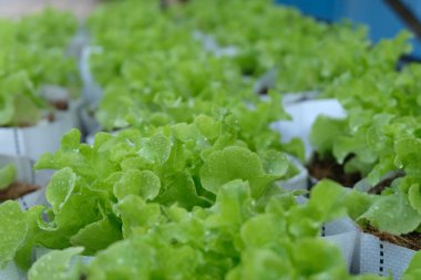 Fresh organic green oak lettuce growing on a natural farm.