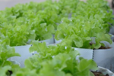 Fresh organic green oak lettuce growing on a natural farm.