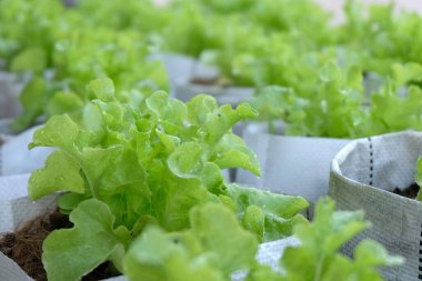 Fresh organic green oak lettuce growing on a natural farm.