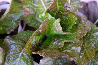 Fresh organic red cos lettuce growing on a natural farm.