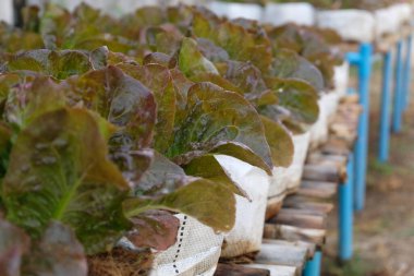 Fresh organic red cos lettuce growing on a natural farm.