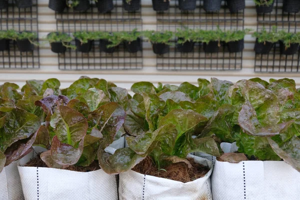 Fresh Organic Red Cos Lettuce Growing Natural Farm — Stok fotoğraf