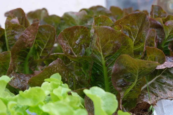 Fresh Organic Red Cos Lettuce Growing Natural Farm ロイヤリティフリーのストック画像