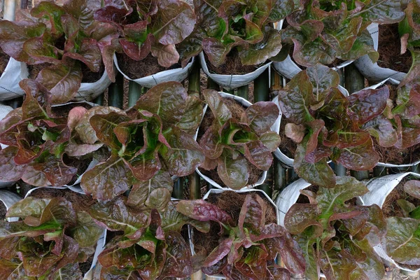 Fresh Organic Red Cos Lettuce Growing Natural Farm —  Fotos de Stock