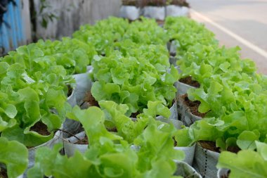 Fresh organic green oak lettuce growing on a natural farm.