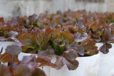 Fresh organic red oak lettuce growing on a natural farm.