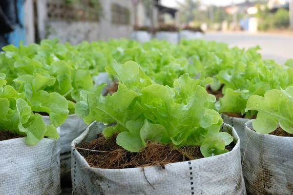 Fresh Organic Green Oak Lettuce Growing Natural Farm — Foto de Stock