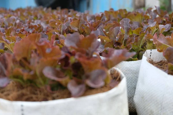 Fresh Organic Red Oak Lettuce Growing Natural Farm — Stock Photo, Image