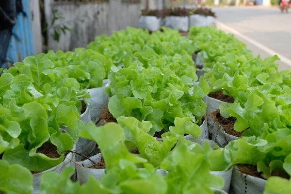 Fresh Organic Green Oak Lettuce Growing Natural Farm — Stok fotoğraf