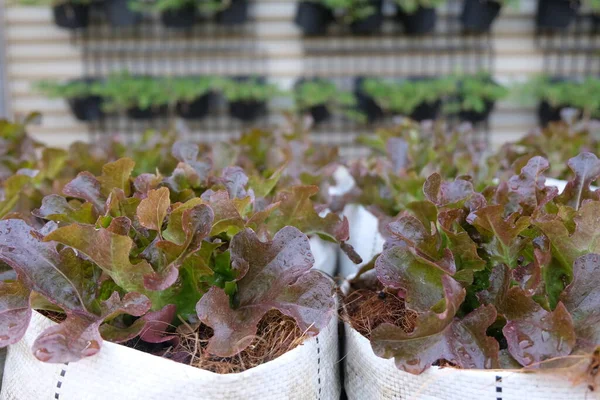 Fresh Organic Red Oak Lettuce Growing Natural Farm —  Fotos de Stock