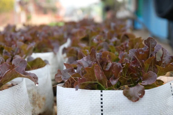 Fresh Organic Red Oak Lettuce Growing Natural Farm — Stok fotoğraf