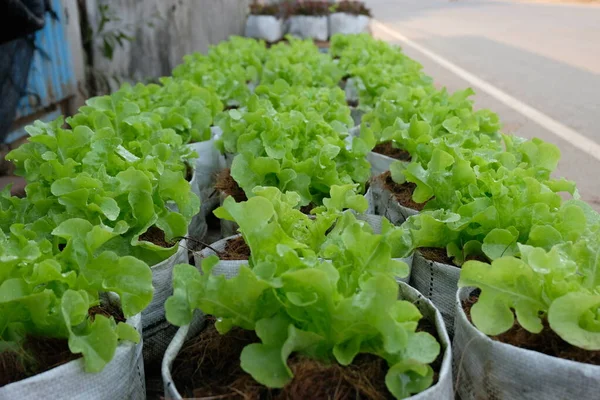 Fresh Organic Green Oak Lettuce Growing Natural Farm — Fotografia de Stock